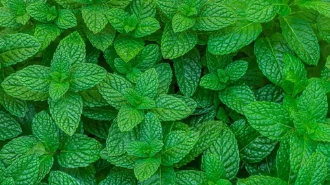 Spearmint / Peppermint
