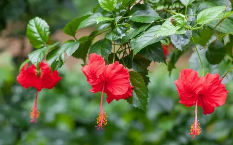 Hibiscus