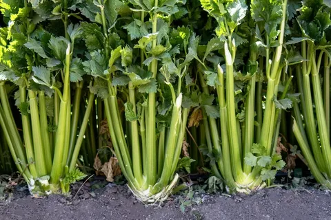 Celery