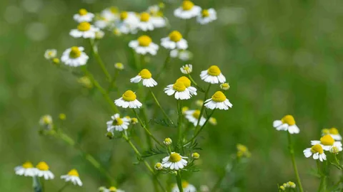 Chamomile Flowers