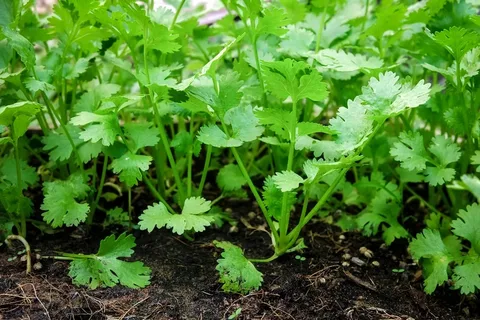Coriander