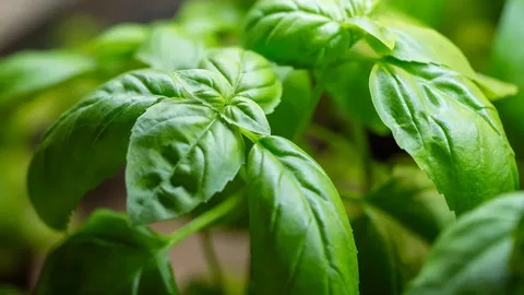 Basil