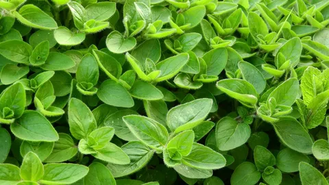 Marjoram